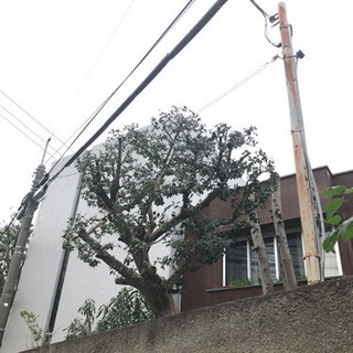 植木の事ならお任せ下さい！