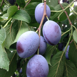 食べ頃 サンプルーン 減農薬栽培