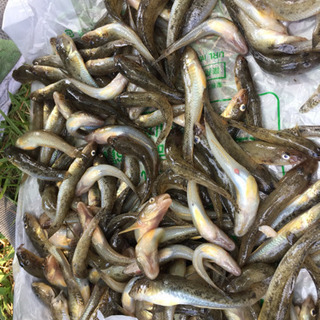 釣り同好会 メンバー募集    10月ふな釣り、11月ハゼ釣り - 北区