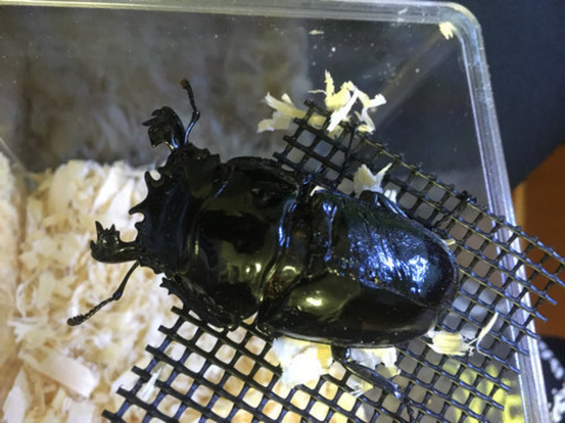 タランドゥスペア＋♀＋オマケ