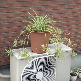 【激安！】観葉植物.残りわずか
