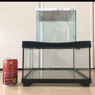 爬虫類 初心者向け ※大きいのは売れました
