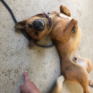 甲斐犬のミックス オス4歳 - 犬