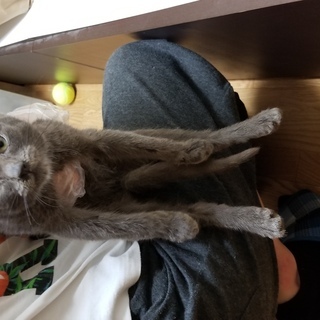 ロシアンブルーのような見た目の仔猫です − 兵庫県