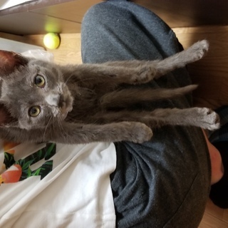 ロシアンブルーのような見た目の仔猫です - 里親募集