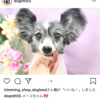 12歳パピヨン