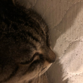 10/26 17時〜「わが猫好き飲み会 」in 神保町第2回