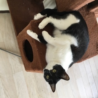 一歳の白黒ネコ兄妹二匹