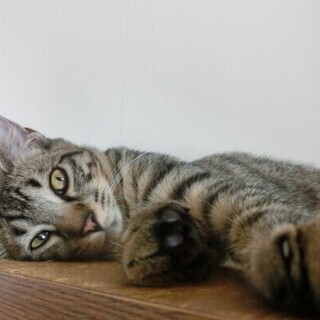 可愛い　癒し系の猫ちゃんです。