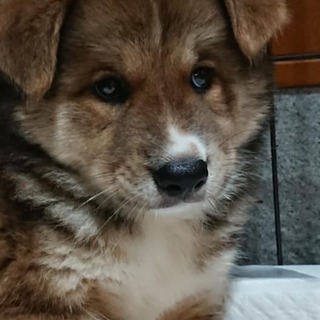 保健所レスキュー☆もこもこオス