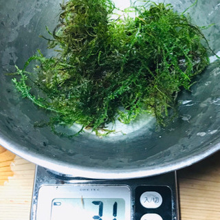 【高品質】【無農薬でエビにも安心】ウィローモス31gの画像