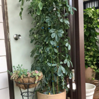 ★値下げ★大型観葉植物★カポック★インテリア