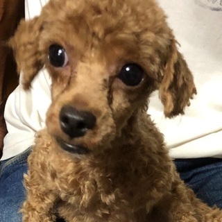 保護犬たちの譲渡会