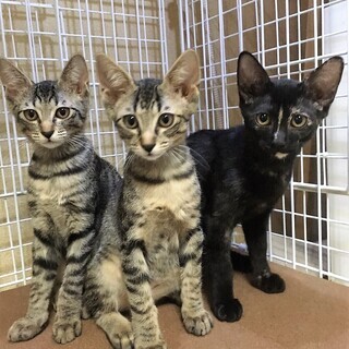 5ヶ月ぐらいの子猫たち