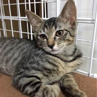 5ヶ月ぐらいの子猫たち - 猫