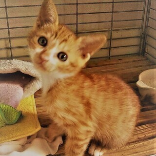 2ヶ月の可愛い子猫たち