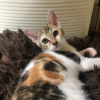 3ヶ月の可愛い子猫たち