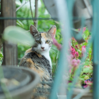 カメラ・写真について習いたい！！の画像