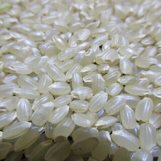８℃で保冷管理！３０年度山口県阿東産コシヒカリ玄米１０ｋｇ【阿東...