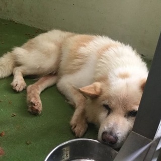 🆘保健所収容❗️高齢の可愛い穏やかな男の子が助けを待っています🐶...
