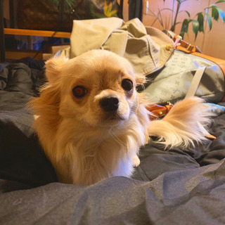 お散歩仲間募集🐶 - 友達