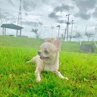 お散歩仲間募集🐶 - メンバー募集
