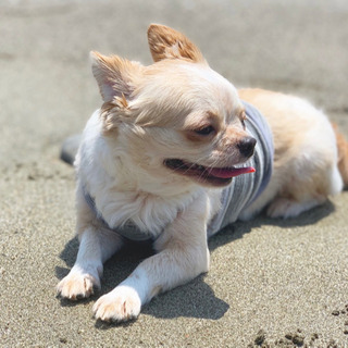 お散歩仲間募集🐶 − 宮崎県