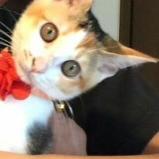 簡単な保護猫活動や猫を抱っこさせてくれたりする方いませんか？