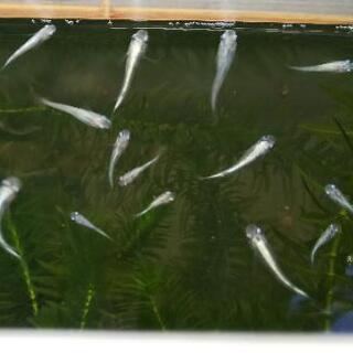 ﾒﾀﾞｶ･水草･ﾐﾅﾐﾇﾏｴﾋﾞのｾｯﾄ 追加品あり