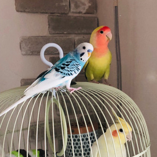 ☆動物好きサークル☆