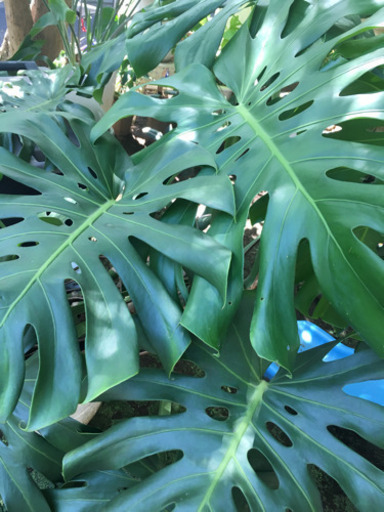 観葉植物 モンステラ 高さ約150cm幅約150cm 鉢付き