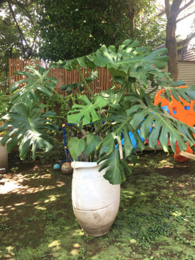 観葉植物 モンステラ 高さ約150cm幅約150cm 鉢付き