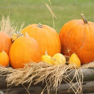 ハロウィンカボチャを使ったフラワーアレンジメント