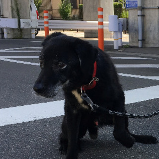 優しい保護犬・おじいちゃんU^q^U