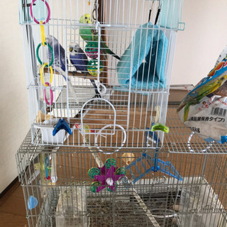 きれいなセキセイインコ3羽