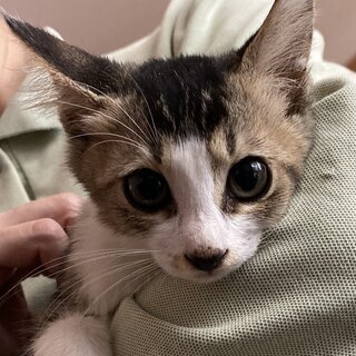 仲良し5兄弟キジシロ♀2か月半くらい（きぃちゃん）
