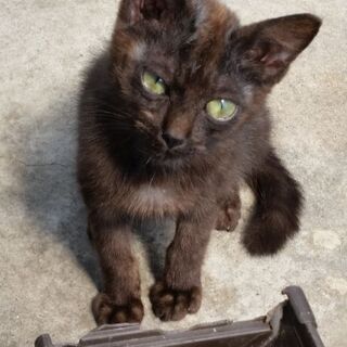 里親決定！黒子猫ちゃんの家族になって下さい