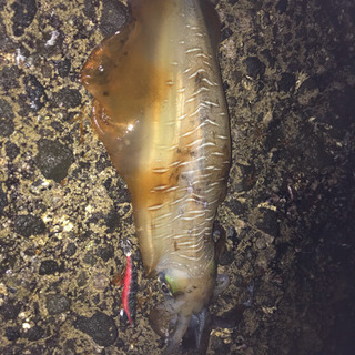 エギング、ジギング、一緒に行ける仲間探してます。 − 福岡県