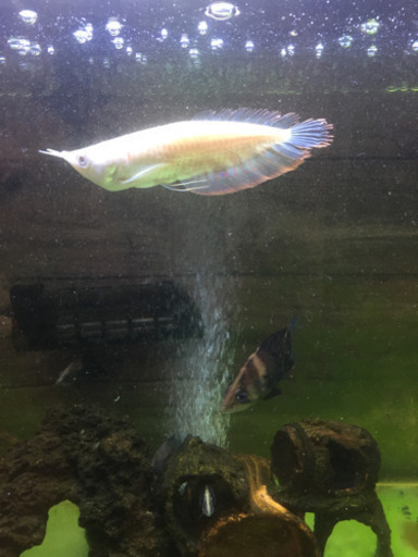 アルビノシルバーアロワナ ショートボディ 希少