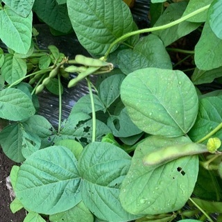 冬に向けて農家のアルバイト募集です。の画像