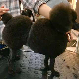 【トリマーさん】募集(^-^)時給1200円〜の画像