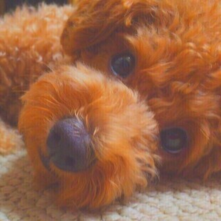 ペットシッターSS（サービスステーション）大和　Honey-PET