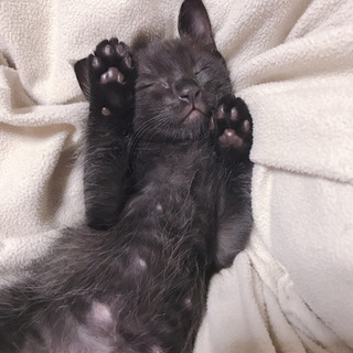 里親募集⭐︎黒猫⭐︎男の子⭐︎生後4週間