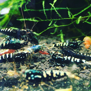アクアリウム仲間募集( ^ω^ )