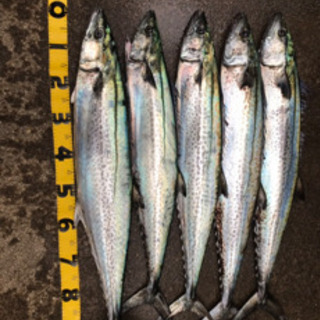 ジギング、船釣りメンバー募集 ！！ - 鳥羽市