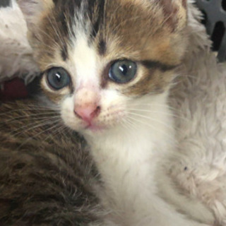 生後1ヶ月ほどの子猫です