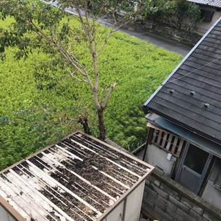 伐採後生木、薪等にの画像