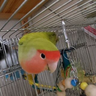 募集停止しました★小桜インコ　2匹★