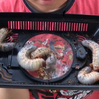 カブト虫の幼虫