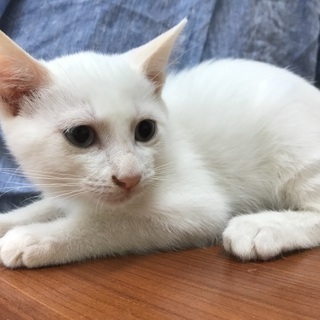 2ヶ月半の仔猫ちゃん（猫エイズ陽性です）